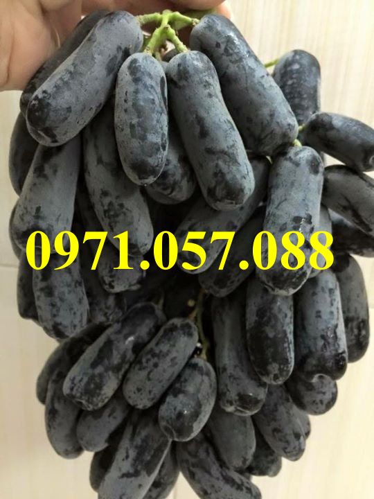 Cây giống nho ngón tay